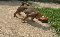 Mixed Breed dogs for sale: Rehoming male and female - Image 17