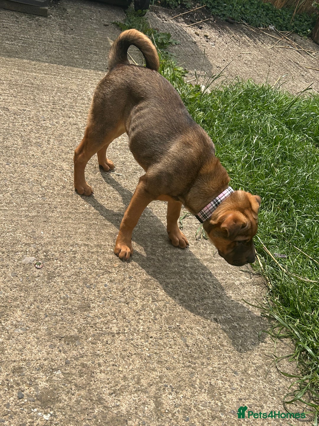 Mixed Breed dogs for sale: Rehoming male and female - Image 17