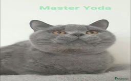 British Shorthair cats for sale: Closing of BSH cattery, 50% discount  - Image 2