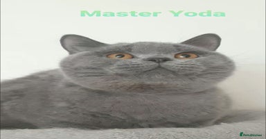 British Shorthair cats - Advert 4