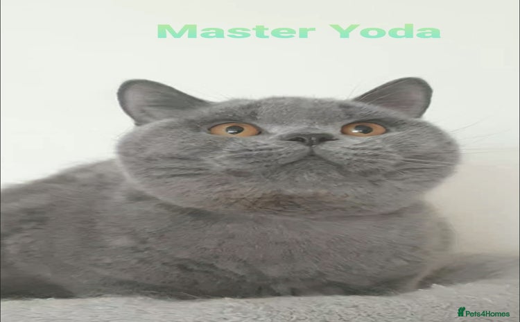 British Shorthair cats - Advert 5