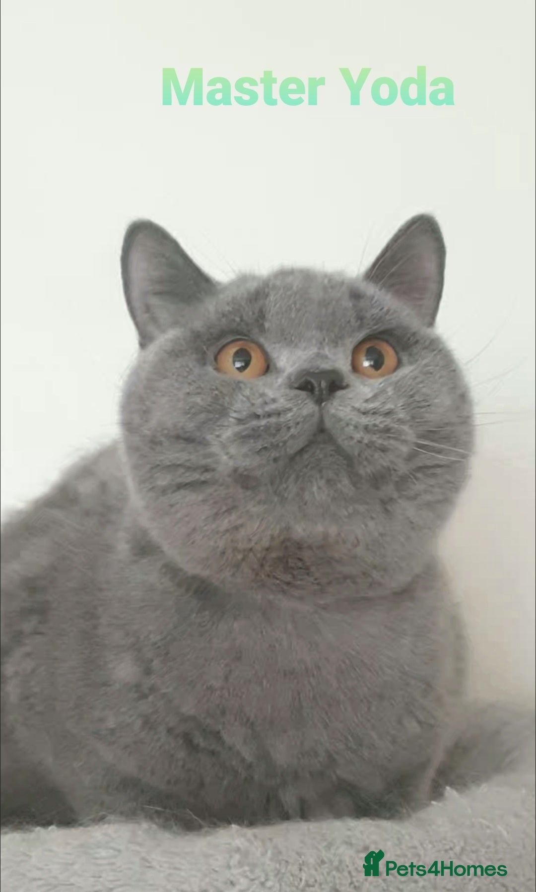 British Shorthair cats for sale: Closing of BSH cattery, 50% discount  - Image 2