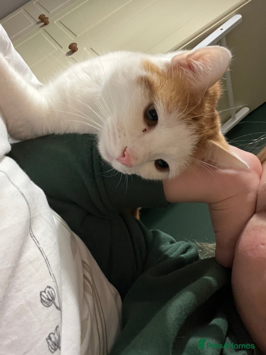 Domestic Shorthair cats for sale: 2 year old male cat for sale - Image 3