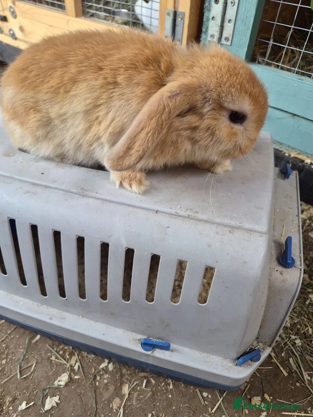 Dwarf Lop rabbits for sale: Dwarf lops - Advert 1
