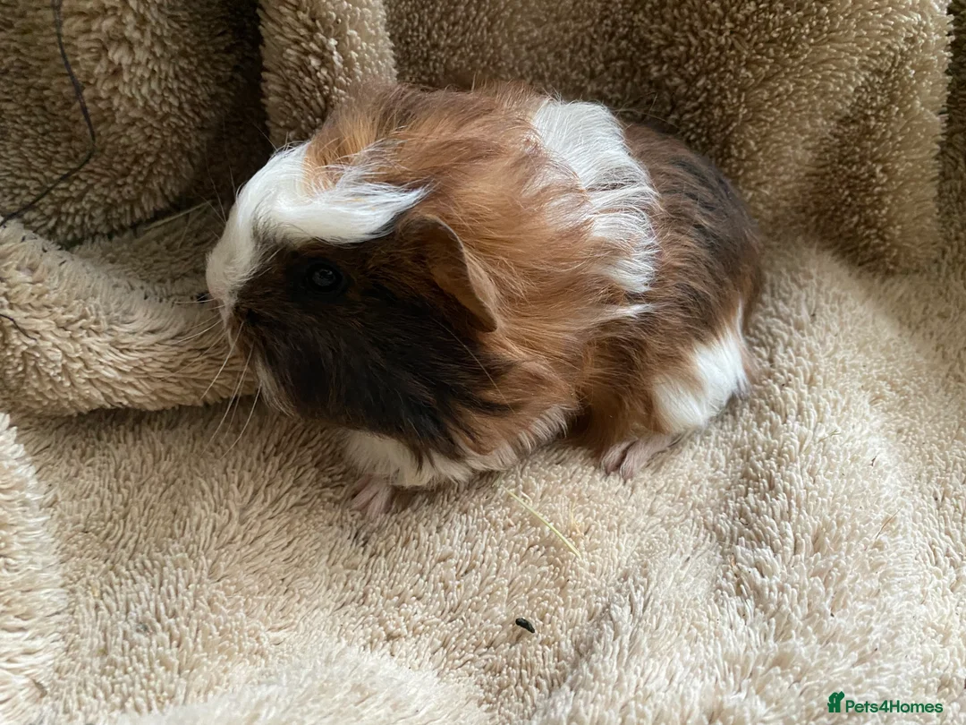 Guinea Pig rodents for sale: Two gorgeous bonded boys - Advert 2