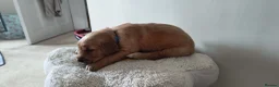 Golden Retriever dogs for sale: KC Registered Golden Retriever Pups Ready 7th June - Advert 14
