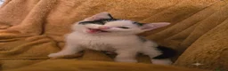 Mixed Breed cats for sale:  Ready to go to their forever homes - Advert 30
