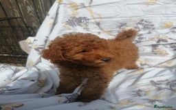 Miniature Poodle dogs for sale: Miniature poodles  - Image 32
