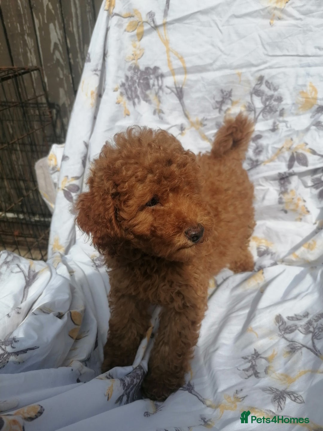 Miniature Poodle dogs for sale: Miniature poodles  - Image 32