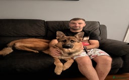 German Shepherd dogs for sale: 1 year old German shepherd  - Image 4