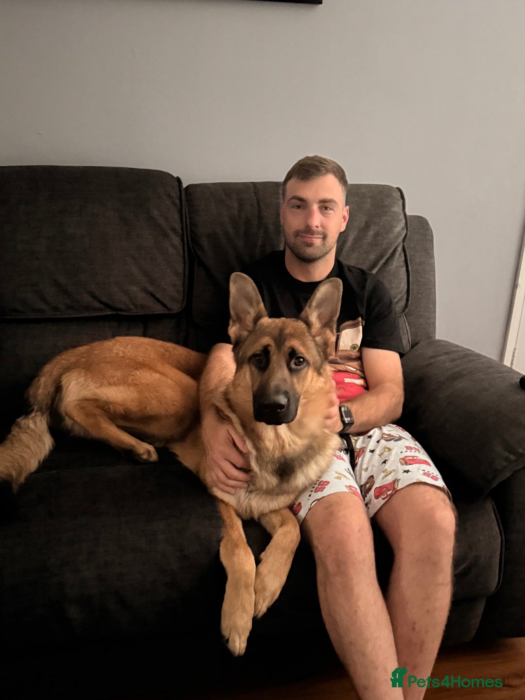 German Shepherd dogs for sale: 1 year old German shepherd  - Image 4