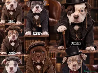 Olde English Bulldogge dogs 23 years 5⭐️LICENSED & REGISTERED, UK NO1 - Advert 5