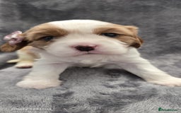 Cavalier King Charles Spaniel dogs for sale: 🐶 KC Cavalier King Charles Spaniel Puppies 🐶 - Image 14