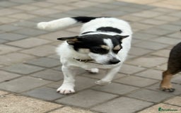 Mixed Breed dogs for adoption: Gorgeous Dylan needs a home! - Image 13