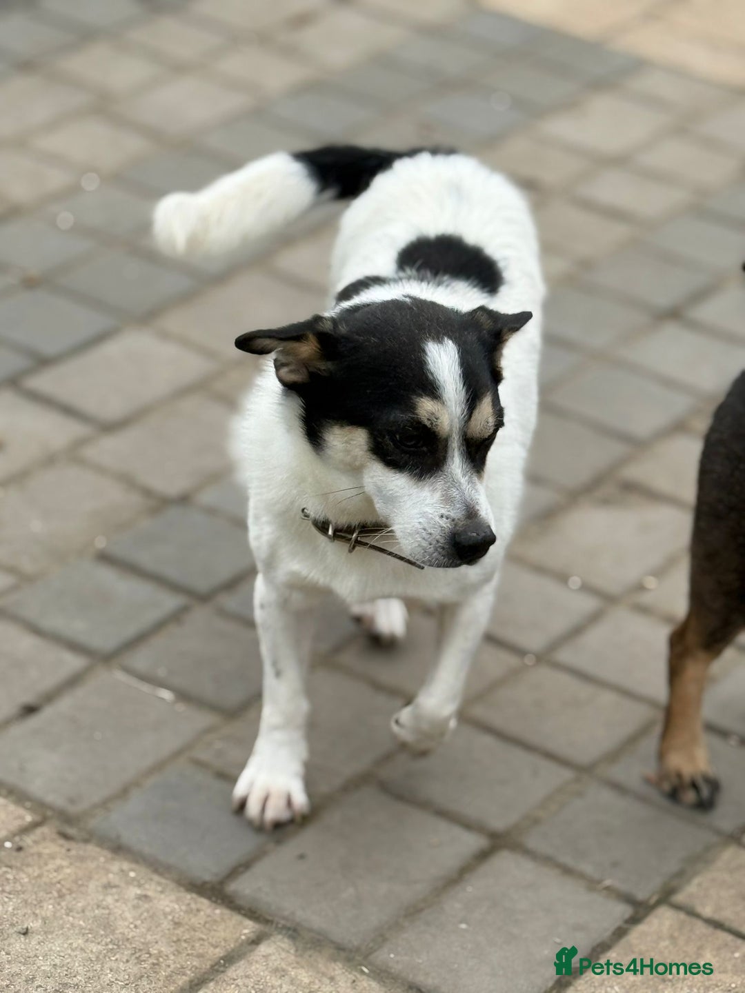 Mixed Breed dogs for adoption: Gorgeous Dylan needs a home! - Image 13