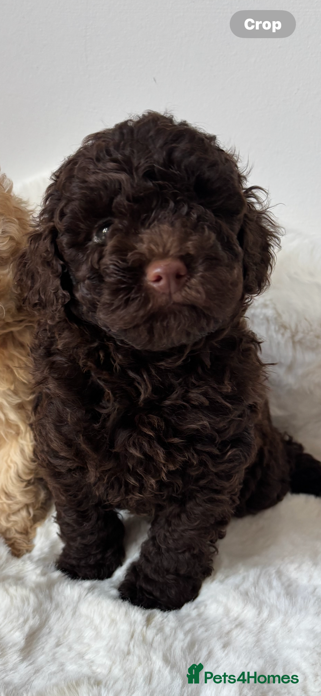 Cavapoo dogs for sale: 1 Chocolate Cavapoo left‼️ - Image 14