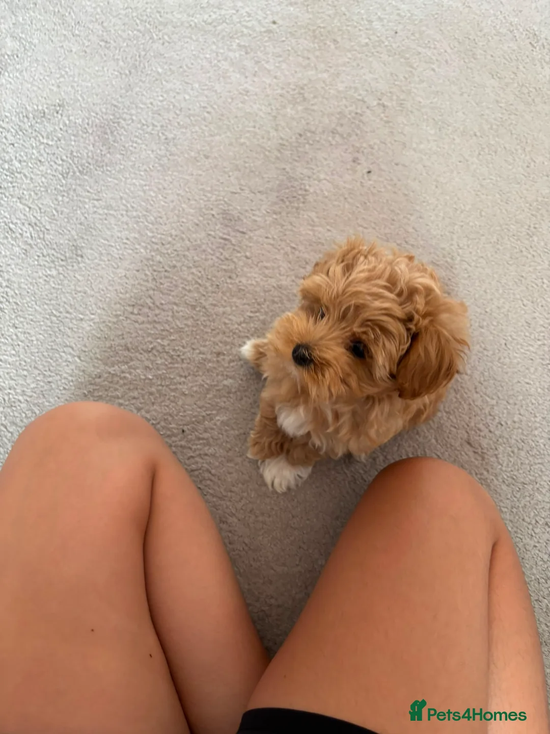 Maltipoo dogs for sale: Maltipoo F1 Puppy in Shrewsbury - Advert 3