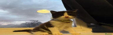 yellow collar 