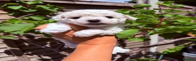 Bichon Frise Puppy 3