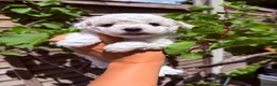 Bichon Frise dogs for sale: 🐶 Gorgeous Pedigree Bichon Frise - Advert 1