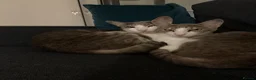 Mixed Breed cats for sale: Two gorgeous oriental/bengal cats  - Advert 3