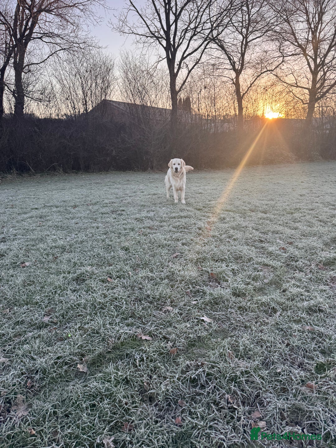 Golden Retriever dogs for stud: Bear -Now available for stud  - Advert 5