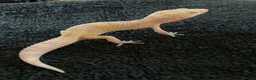 Leopard Gecko reptiles for sale: Albino leopard geckos cb26 - Advert 5