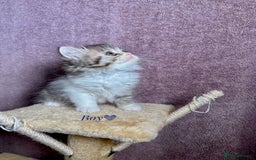 Persian cats for sale: Purebred Persian Kittens Rare White Coat&Blue Eyes - Image 11