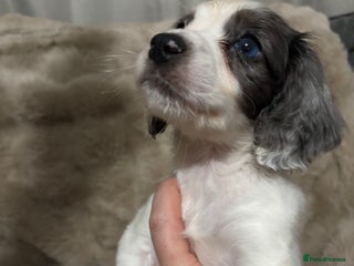 Sprocker dogs Sprocker puppies for sale - Advert 2