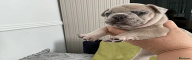 French Bulldog 3