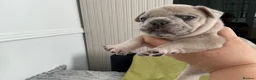 French Bulldog dogs for sale: French bulldog  - Advert 10