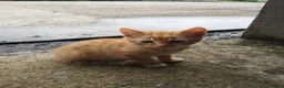 Mixed Breed cats for sale: Ginger Kittens for Sale - Advert 4
