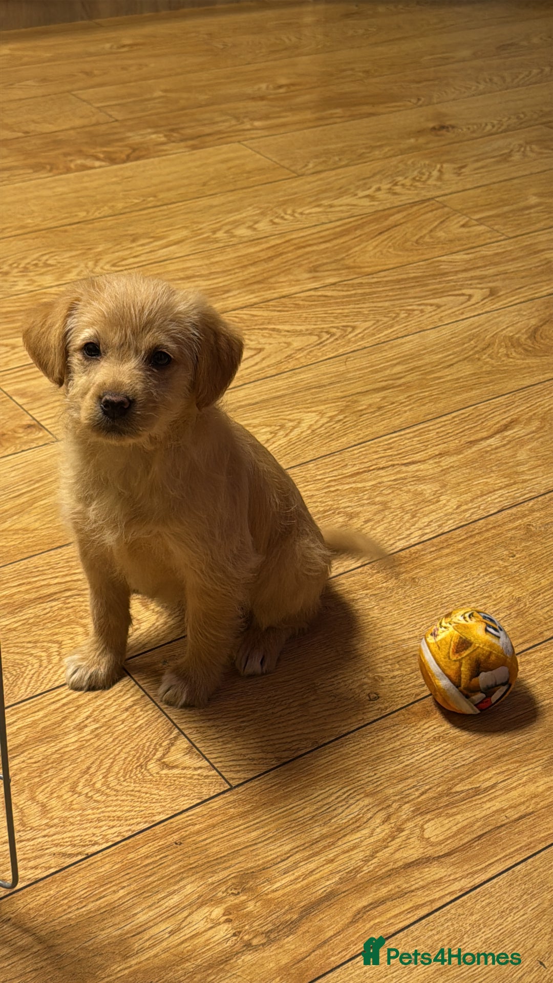 Mixed Breed dogs for sale: Lovely small Golden Retriever mixed-breed puppy  - Advert 3