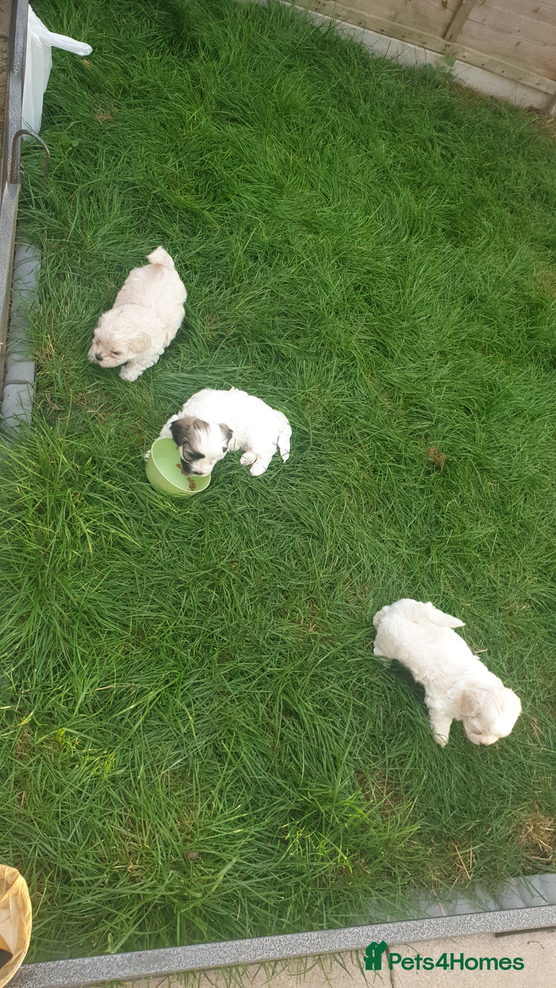 Bichon Frise dogs for sale: Bishon poppy's available  - Image 3