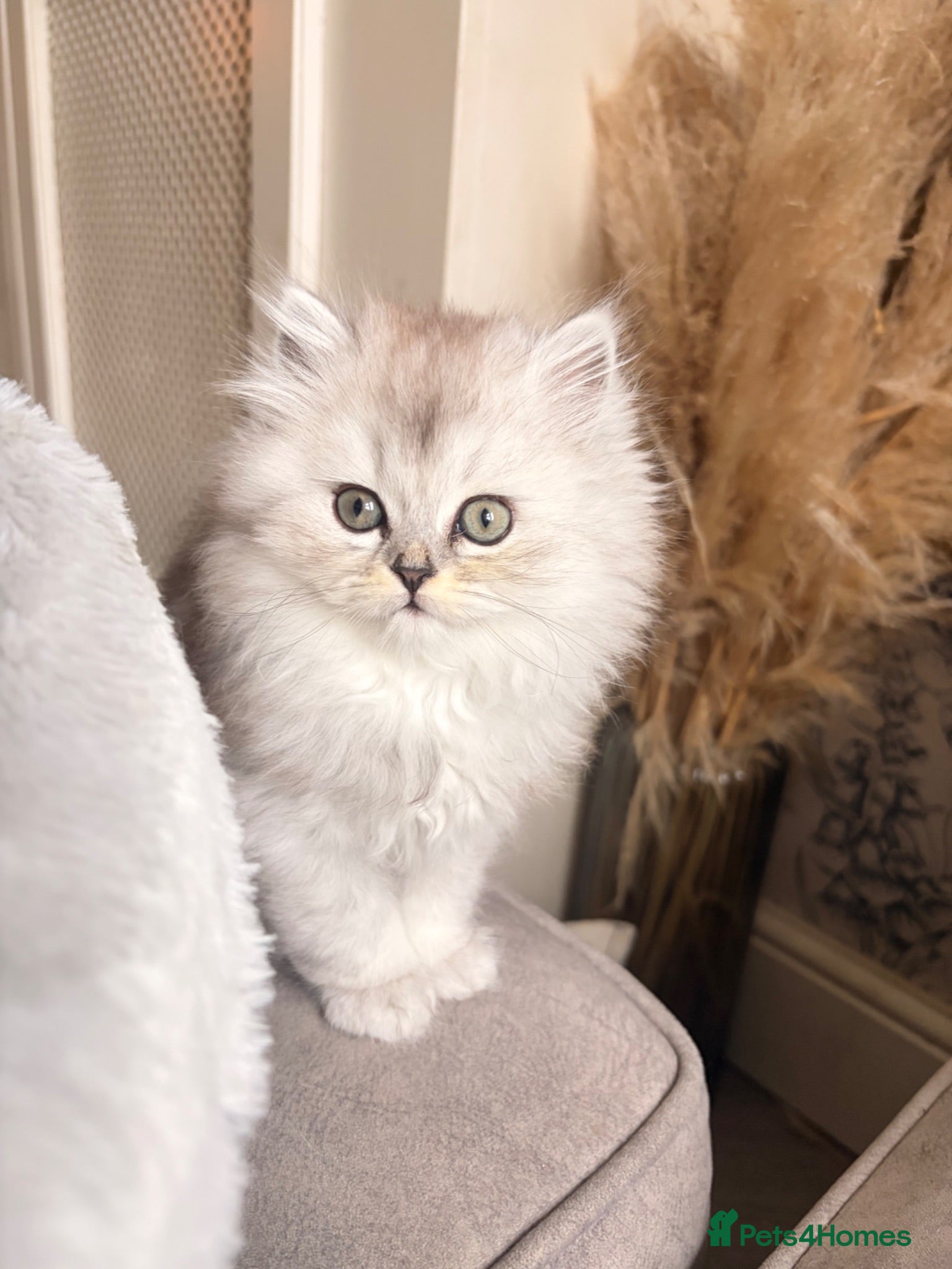 British Longhair cats British Shorthair/Persian chinchilla kittens  - Advert 1