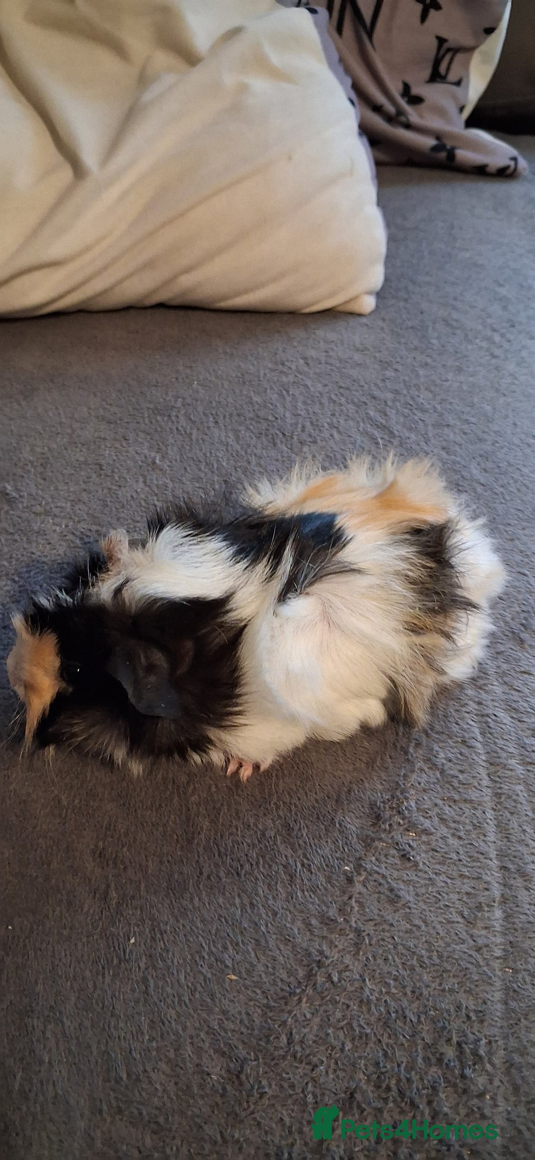 Guinea Pig rodents for sale: 6 baby girl guinea pigs 2 boys  - Advert 7