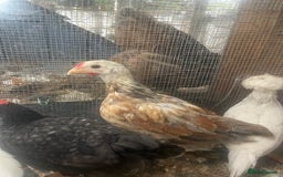Chickens poultry for sale: Olive egger cockerel  - Image 3
