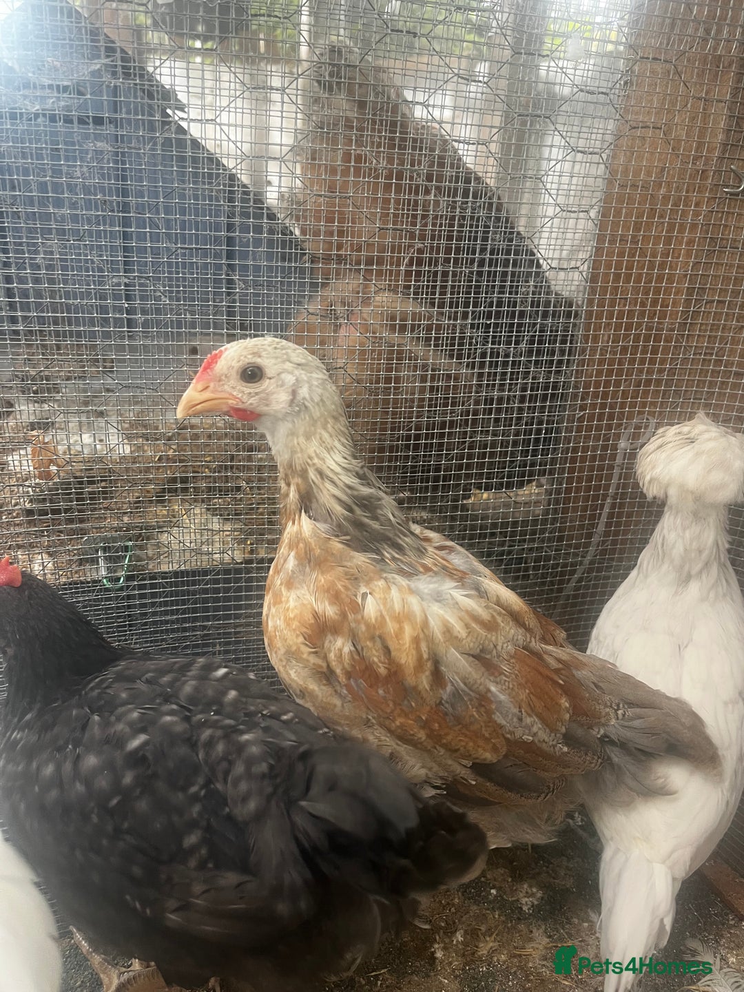 Chickens poultry for sale: Olive egger cockerel  - Image 3