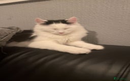 Mixed Breed cats for sale: urgent rehome - Advert 1