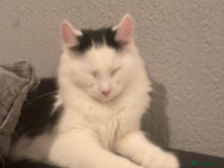 Mixed Breed cats for sale: urgent rehome - Advert 1