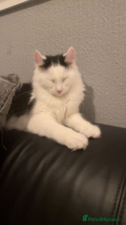 Mixed Breed cats urgent rehome - Advert 1