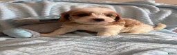 Cavapoo dogs for sale: Gorgeous F1B Cavapoo puppies - Advert 12