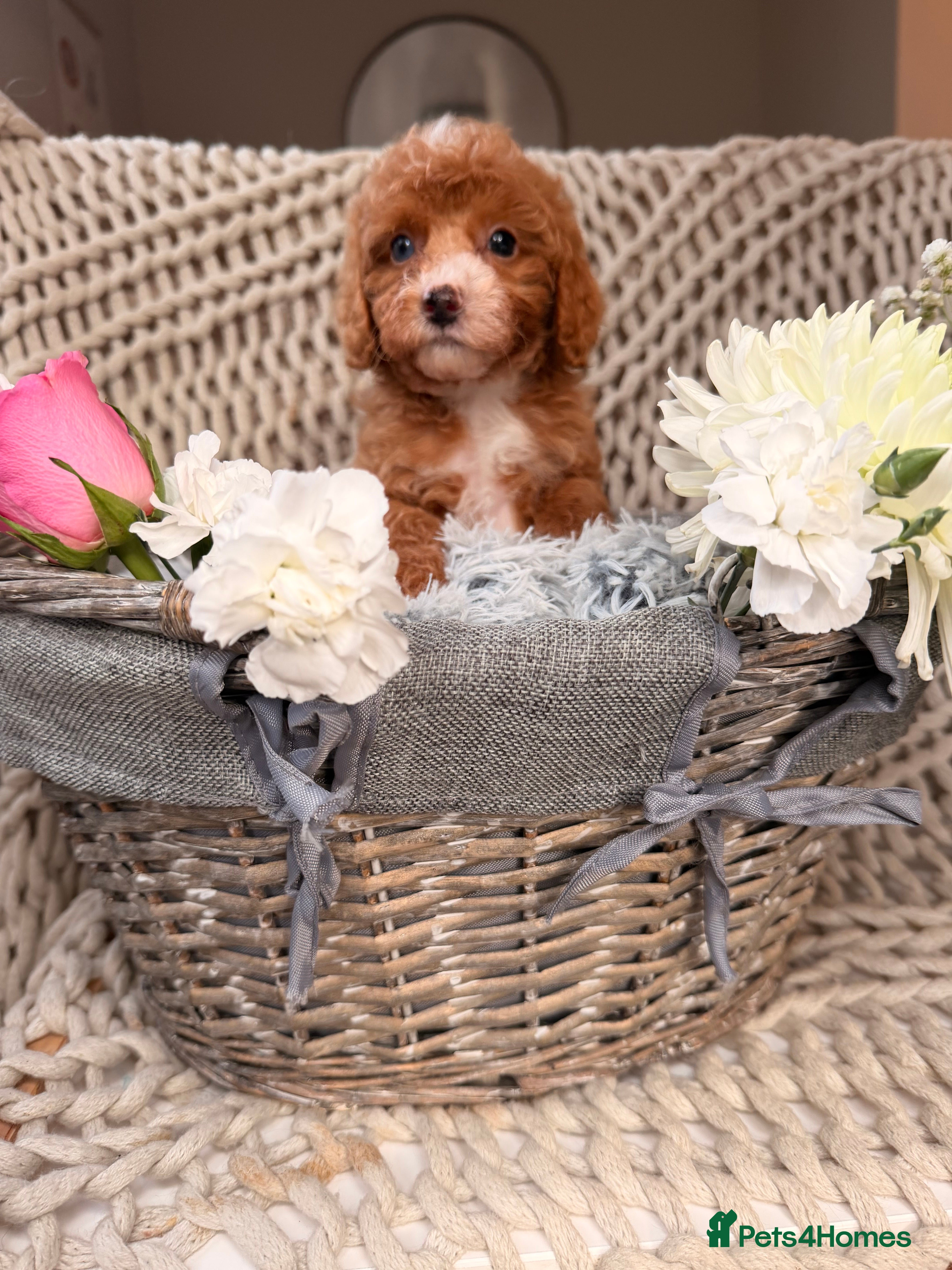 Cavapoo dogs Teddy miniature Cavapoos 🩷 - Advert 16