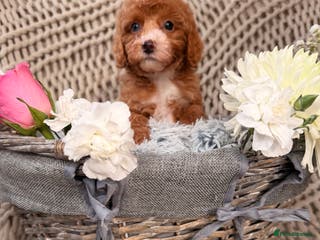 Cavapoo dogs Teddy miniature Cavapoos 🩷 - Advert 16