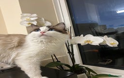 Ragdoll cats for stud: Sweet Chocolate bicolour Ragdoll in London - Image 6
