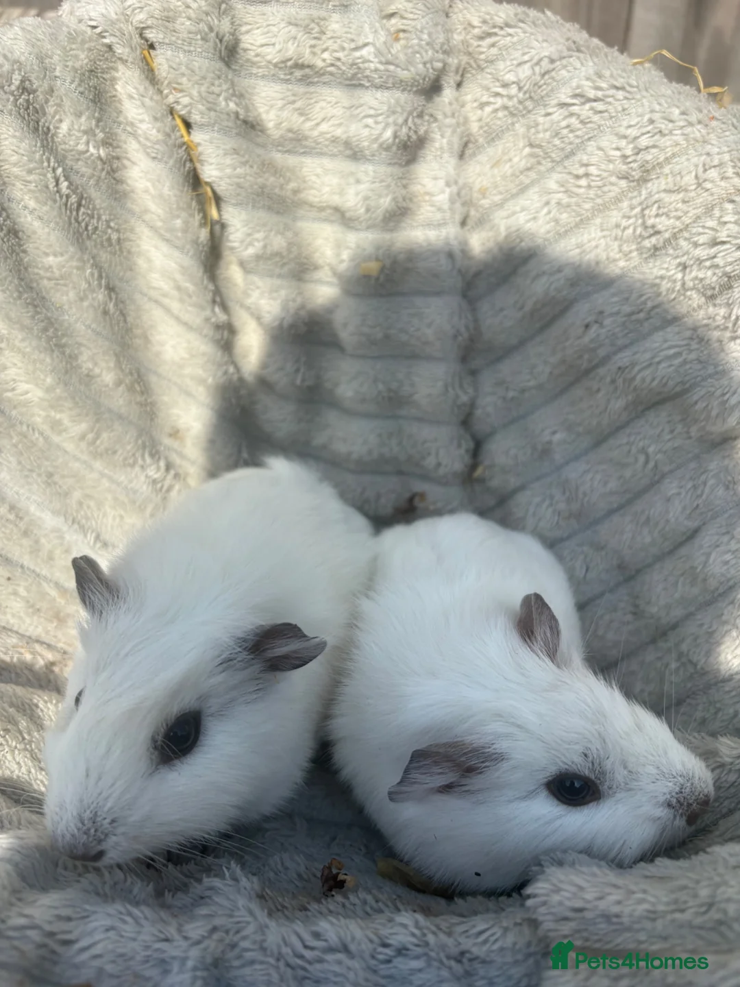 Guinea Pig rodents for sale: 2 handsome guinea pigs in Berkhamsted - Advert 4