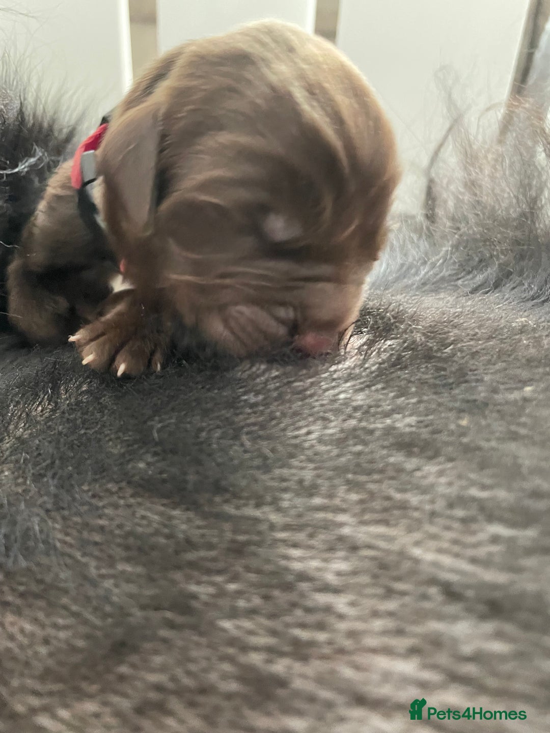 Newfoundland dogs for stud: KC REGISTERED NEWFOUNDLAND STUD HEALTH TESTED  in Basildon - Advert 21