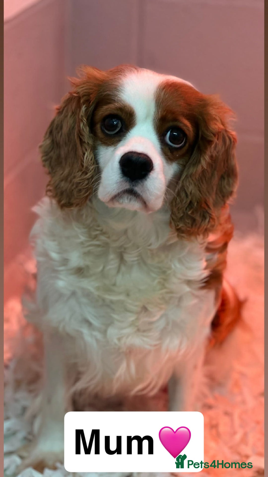 Cavapoo dogs for sale: DNA Cavapoo’s pups - Advert 7