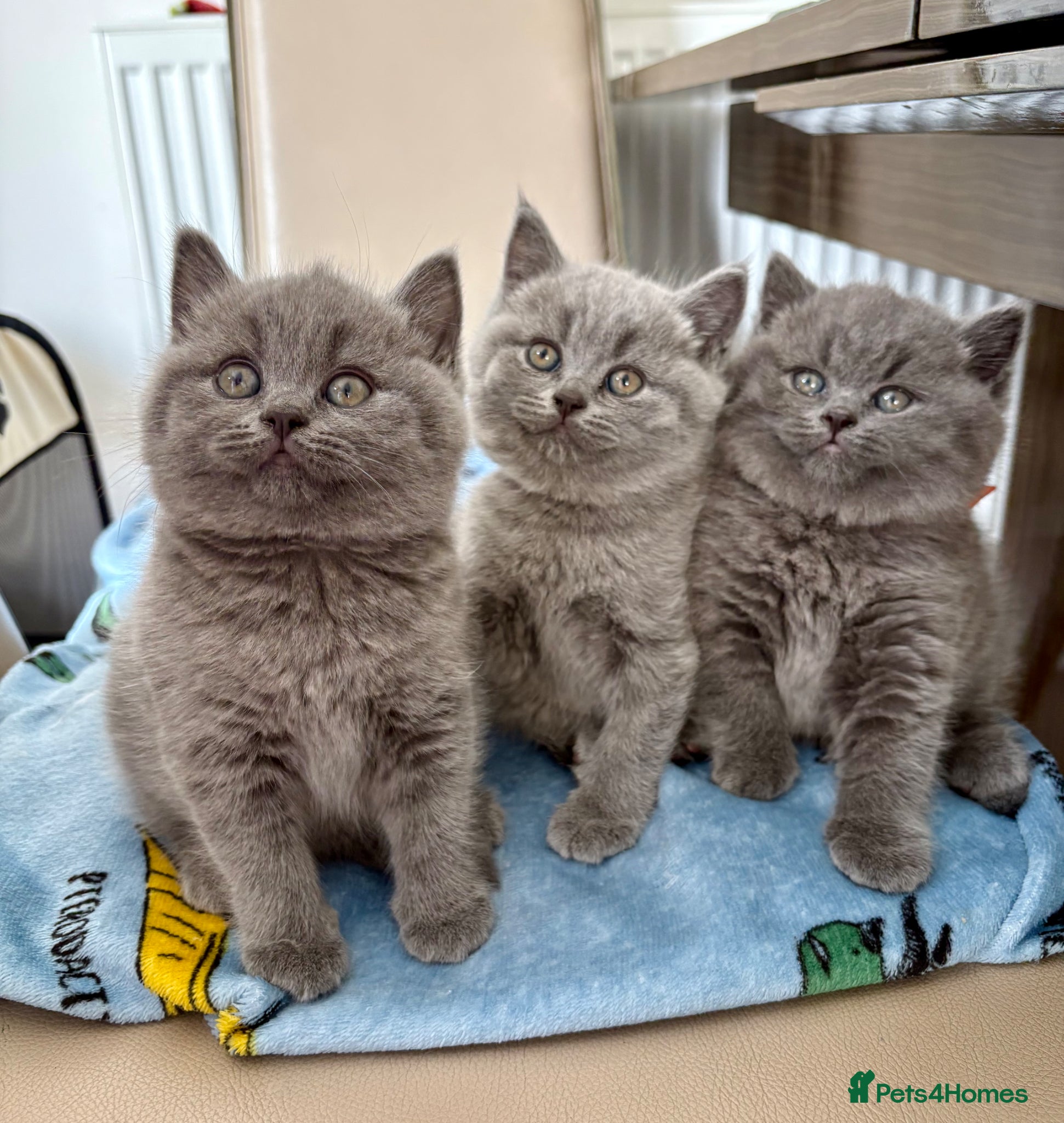 British Shorthair Kitten 3