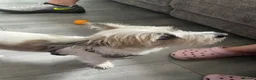 Mixed Breed dogs for sale: Lovely Crossbread Girl - Advert 2